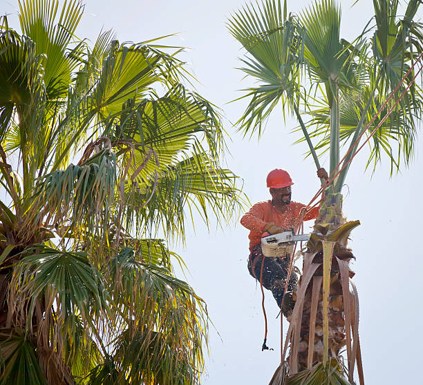 Best Tree Root Removal  in Ardmore, AL